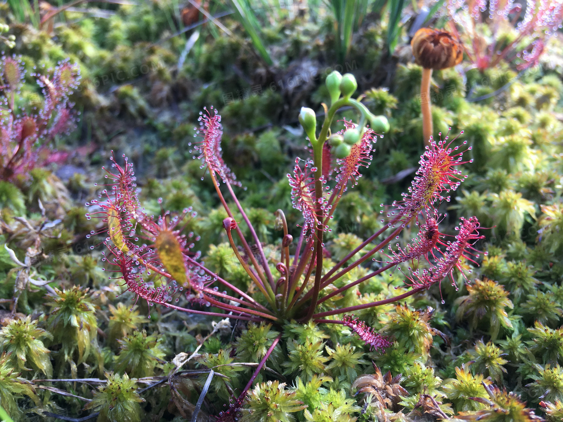 小毛氈苔圖片