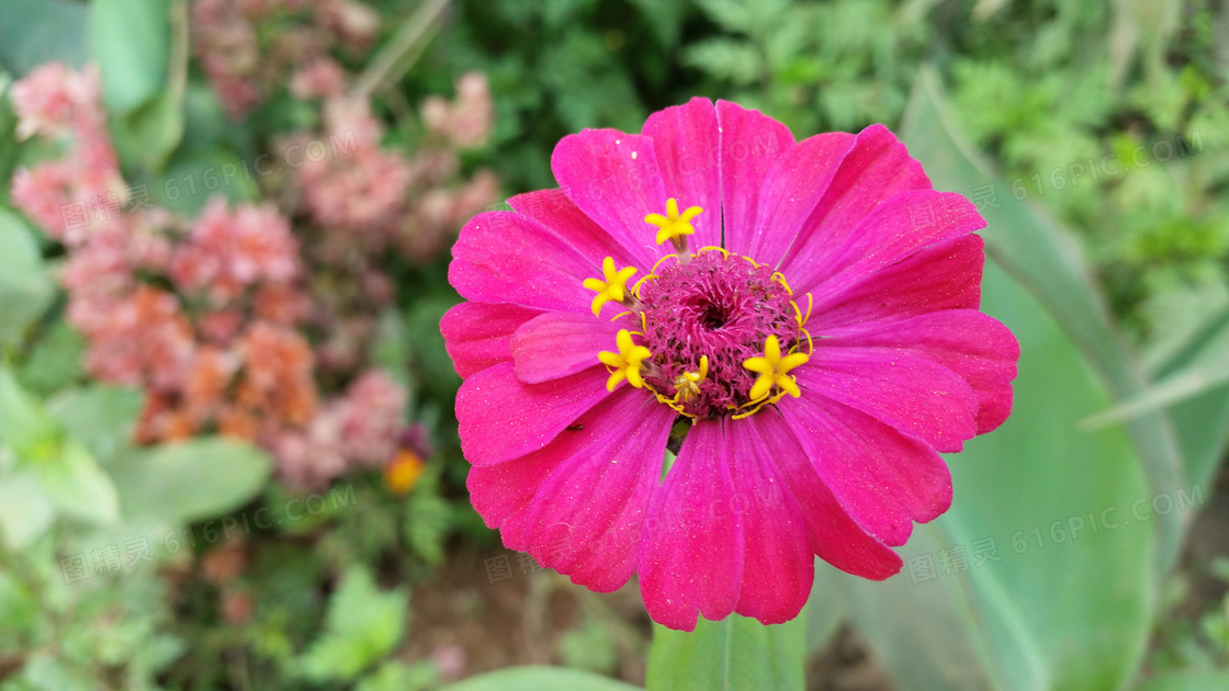 美丽花朵特写图片