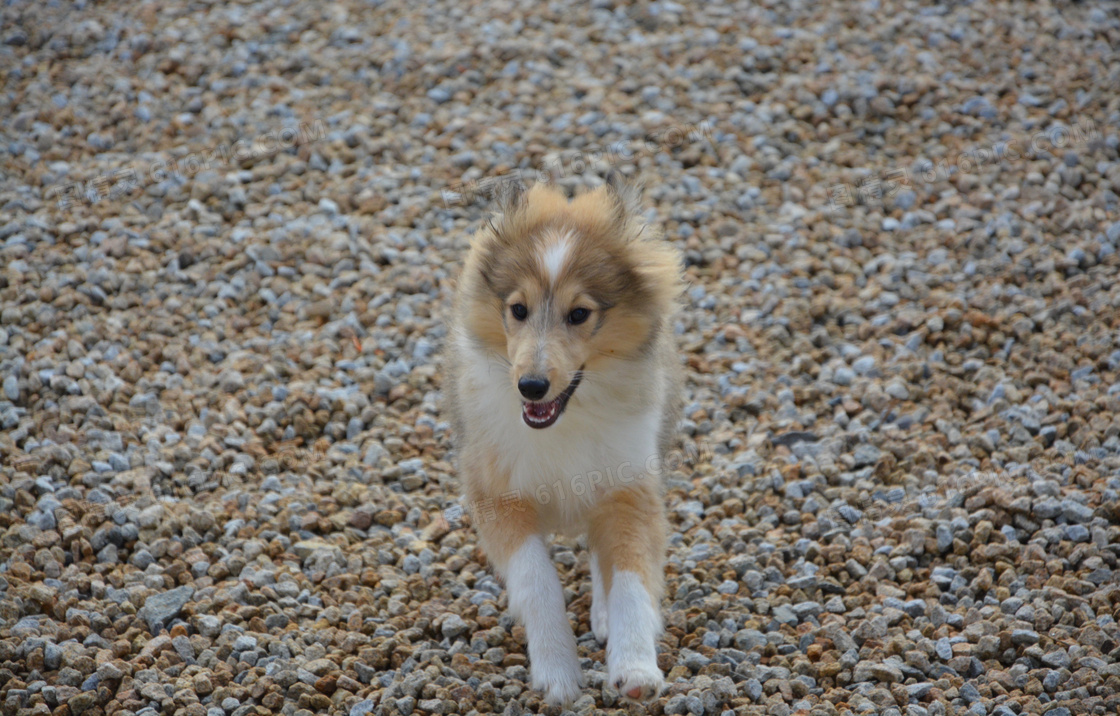 喜乐蒂牧羊犬图片