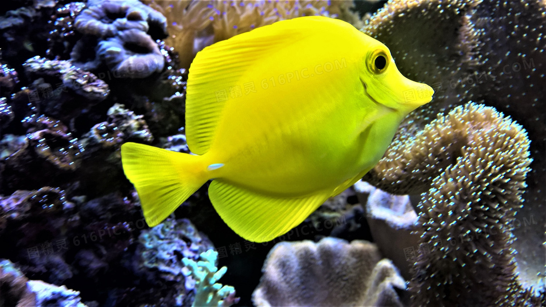 海底黄色鱼图片