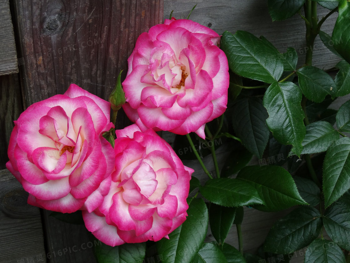 高清粉玫瑰摄影图片