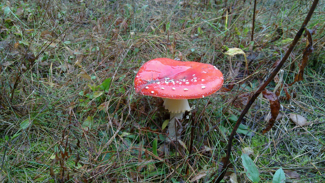 雨后红蘑菇图片