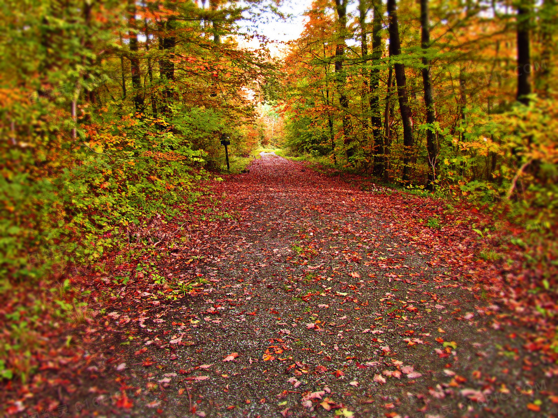 秋天森林落叶图片