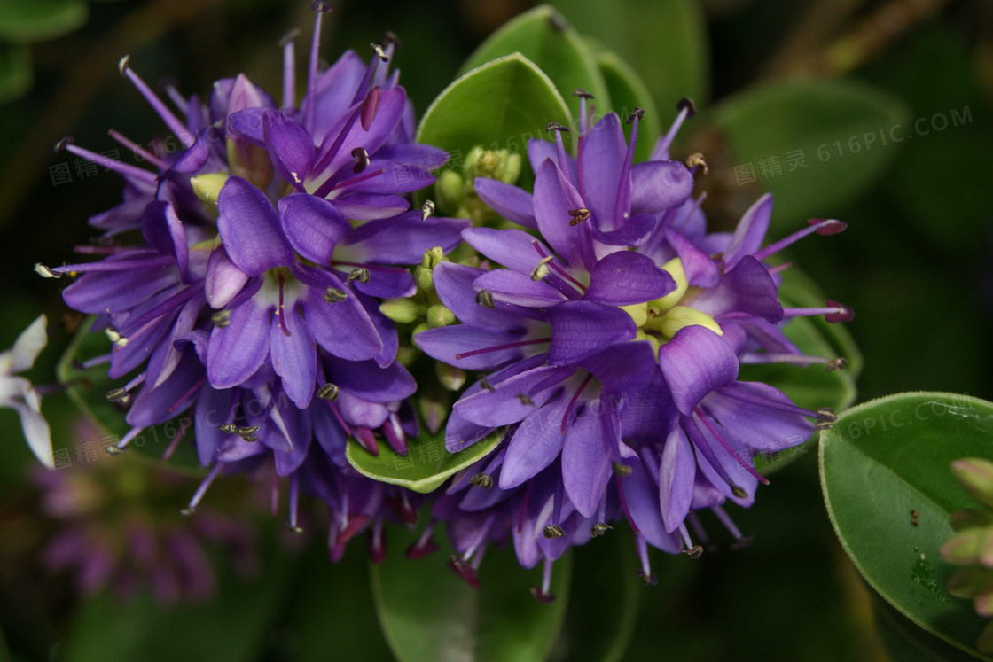 夏天紫色花朵图片