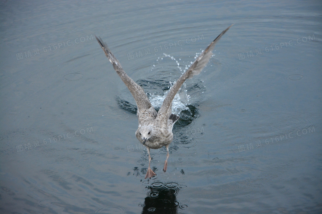 水面上展翅的海鸥图片