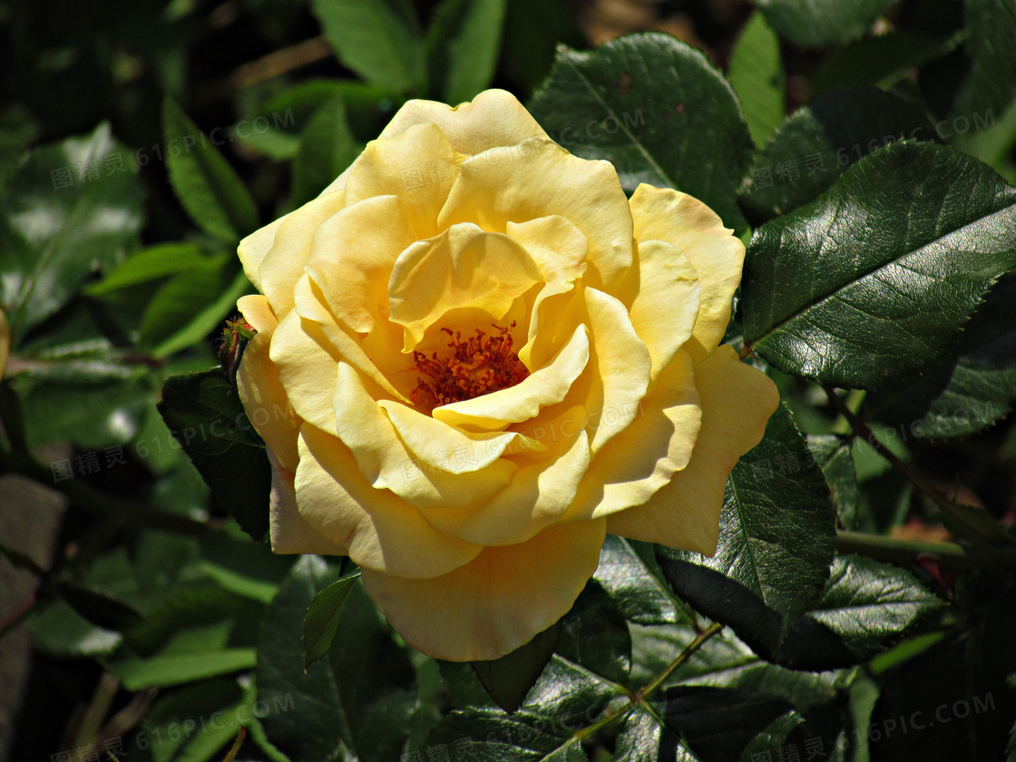 漂亮黄色玫瑰花图片