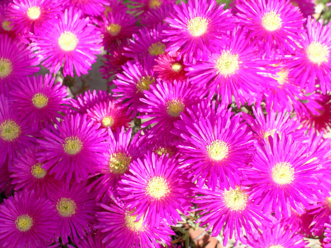 艳丽粉红色花朵图片