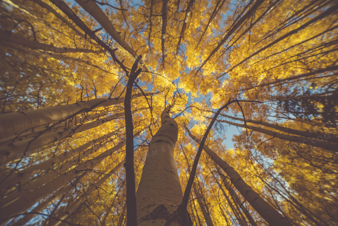 秋天金色树林图片
