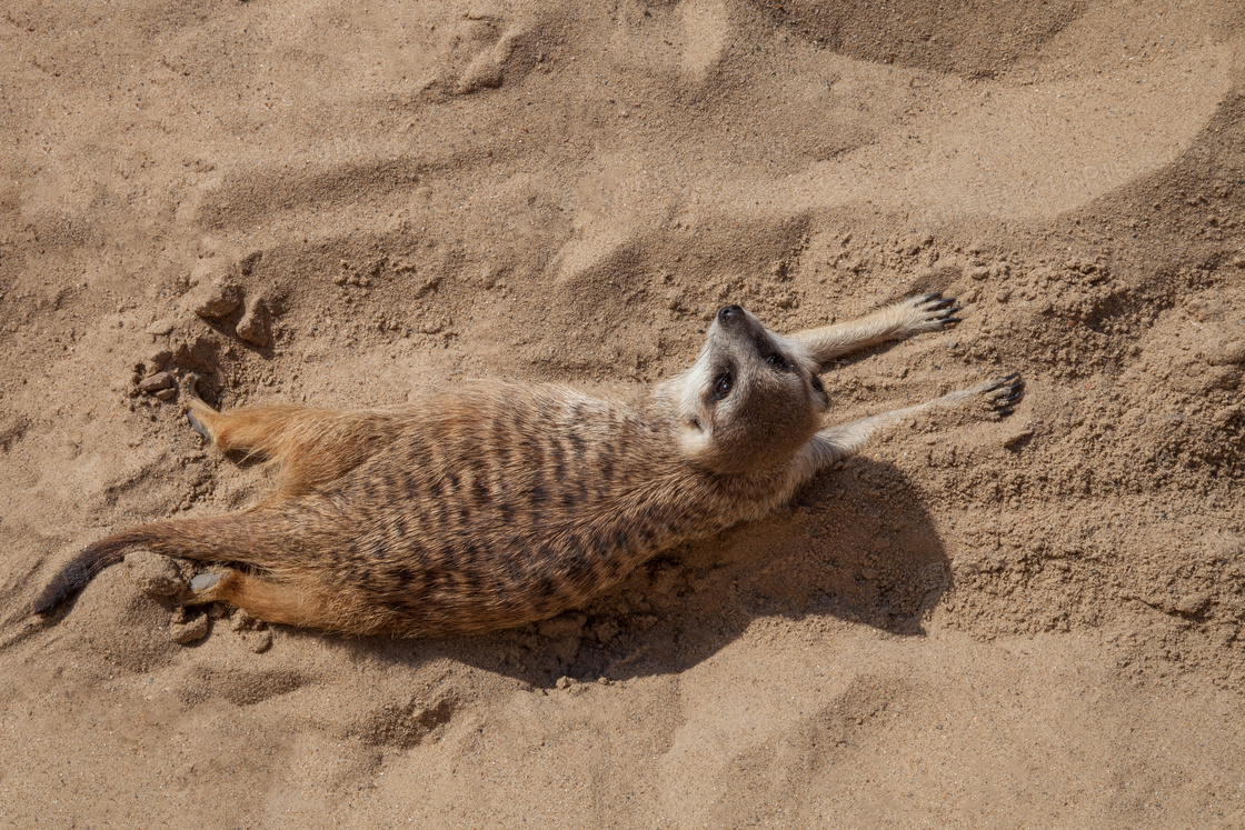 沙滩上玩耍的猫鼬图片