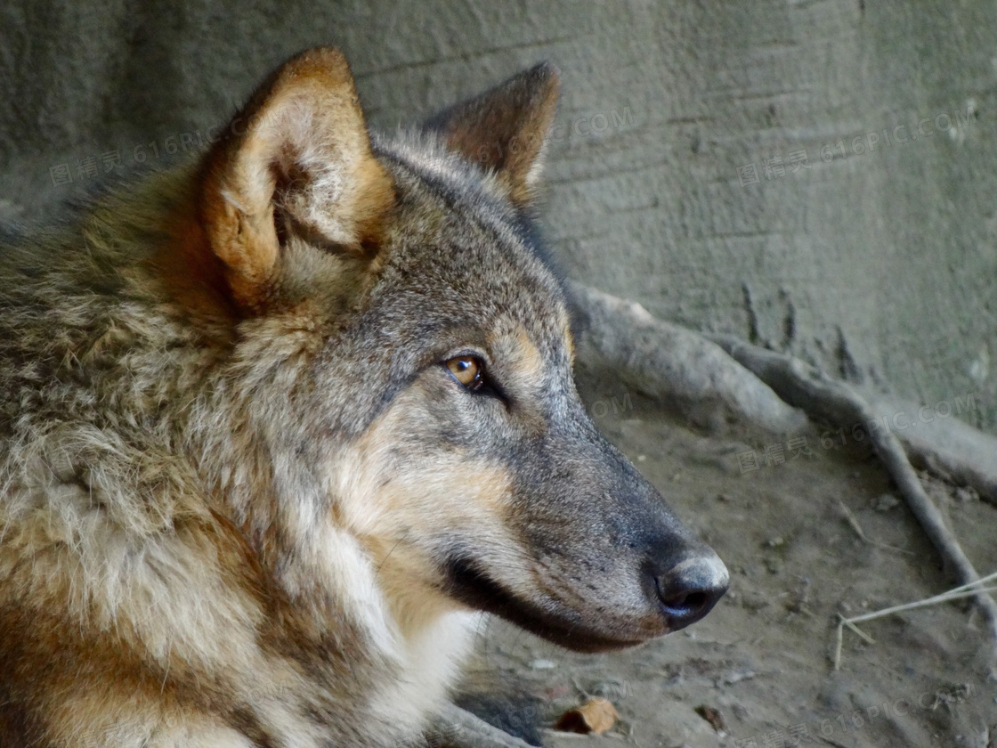 The Wolf: Man’s Best, and Oldest, Friend | Earthjustice