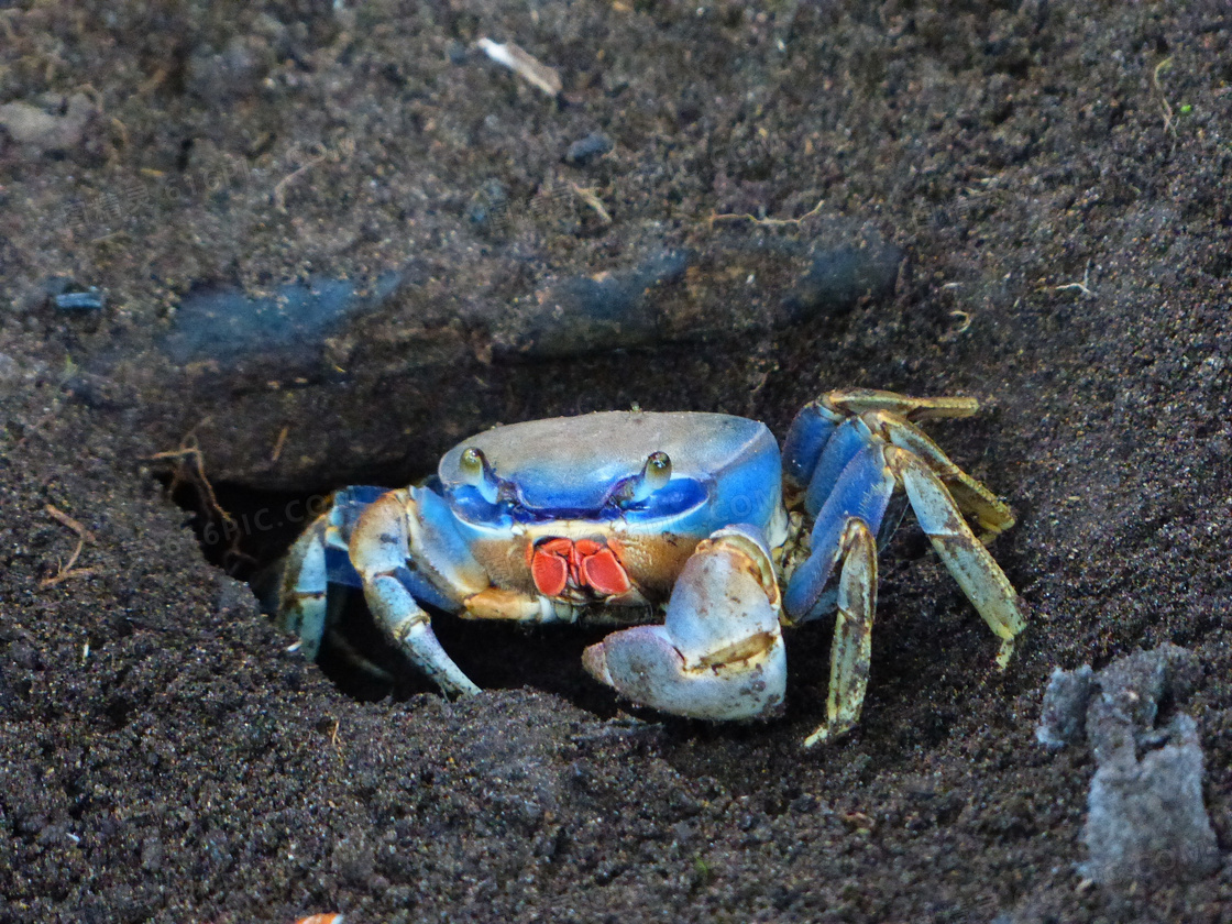 蓝色活螃蟹图片 蓝色活螃蟹图片大全