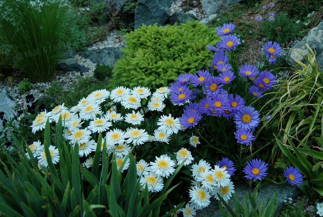 漂亮野生翠菊圖片