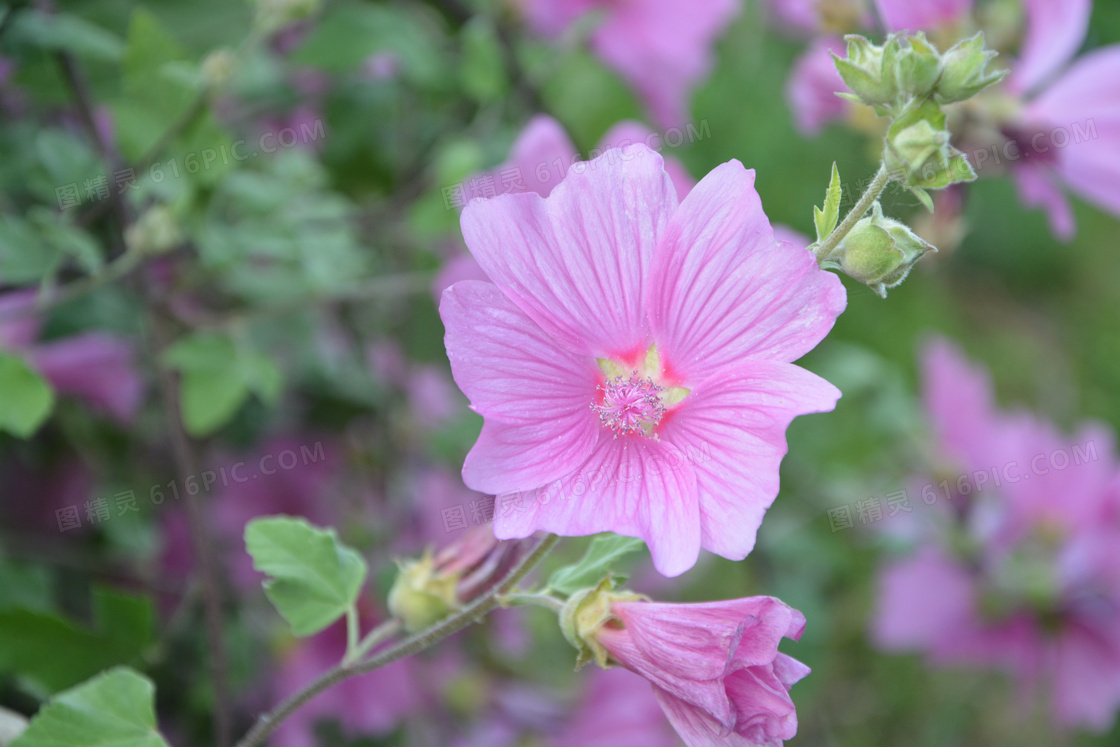 粉色芙蓉花高清图片