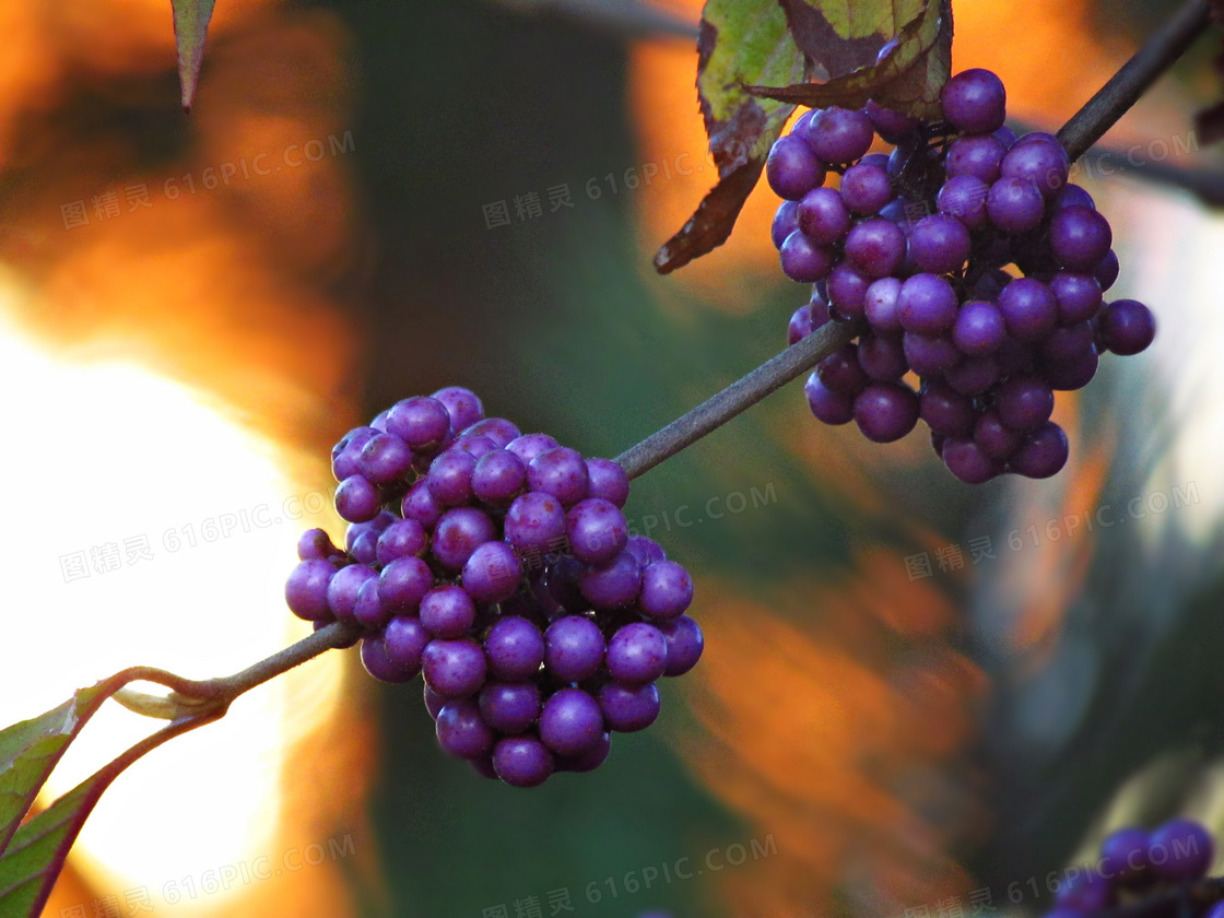 紫色野生浆果图片