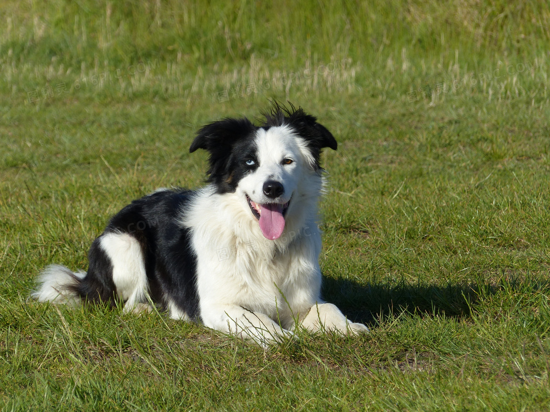 黑白边境牧羊犬的肖像与开放的嘴在一个公园照片摄影图片_ID:316313307-Veer图库