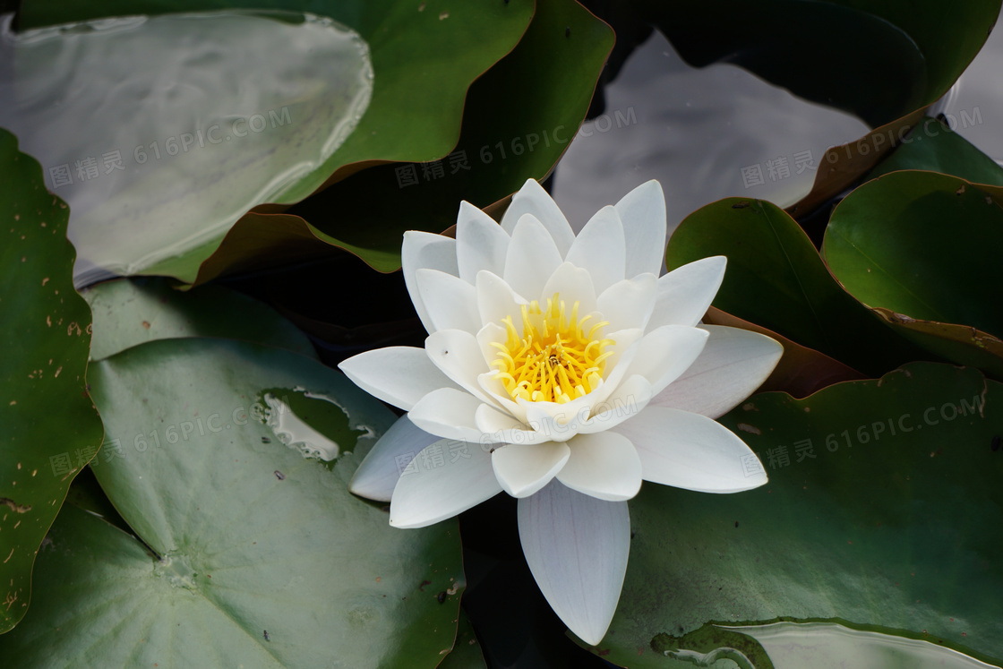 花园池塘荷花图片