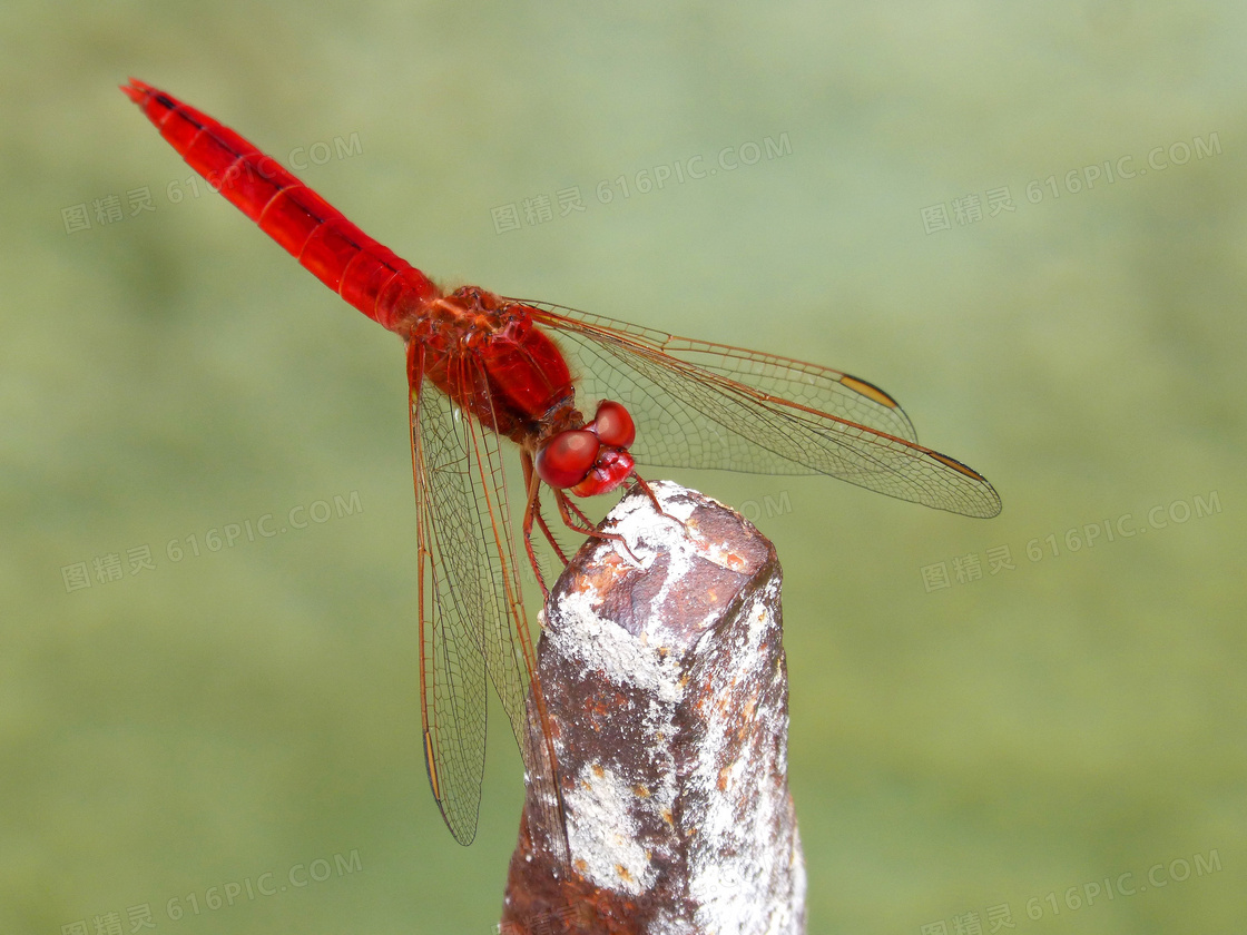 漂亮红蜻蜓图片
