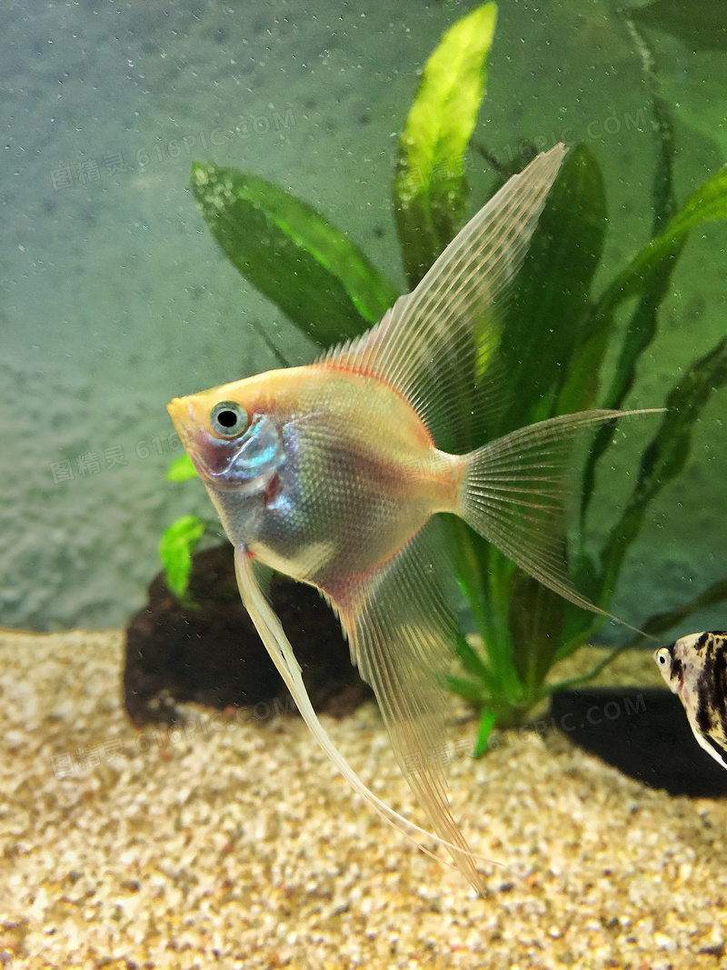 水族館觀賞魚圖片