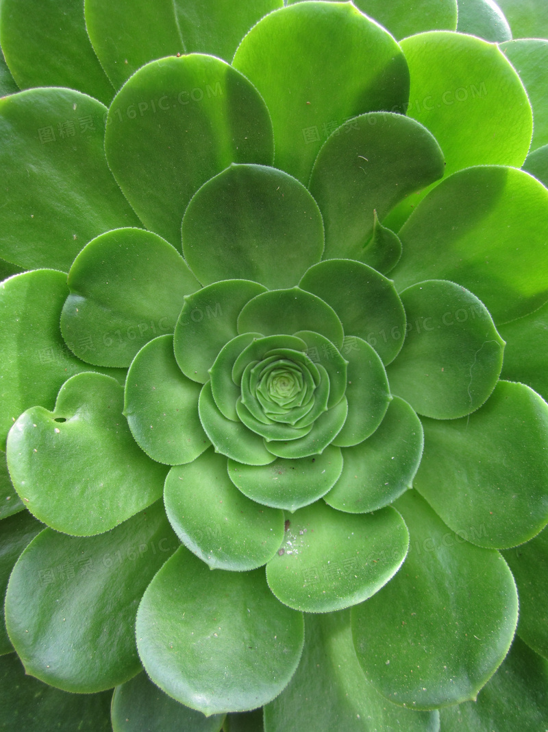 多肉植物莲花掌图片