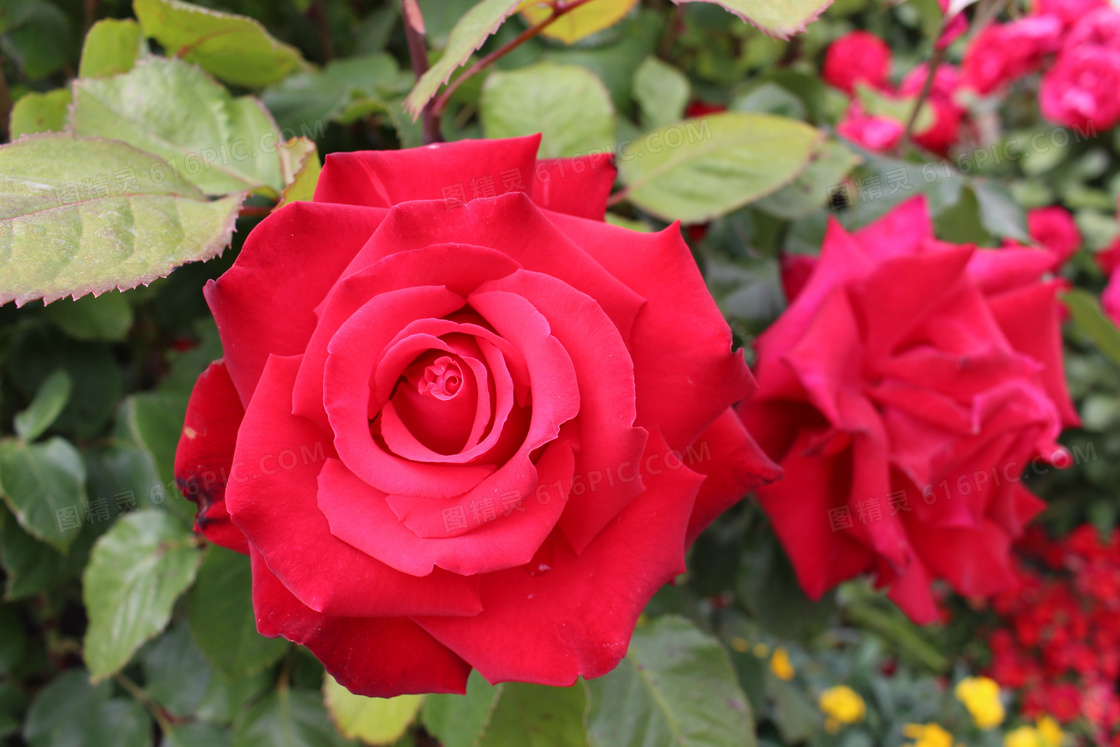 红玫瑰花唯美图片