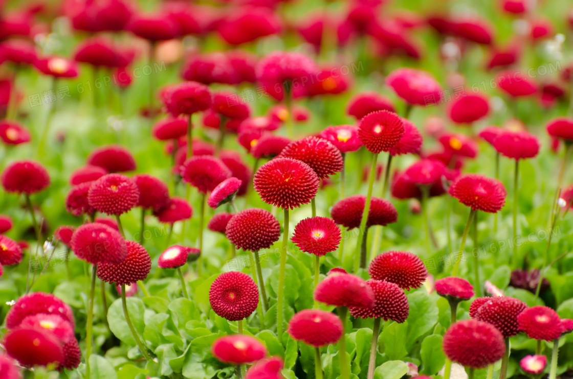 花圃图片 花圃图片大全