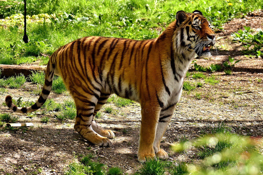 動物園小老虎圖片