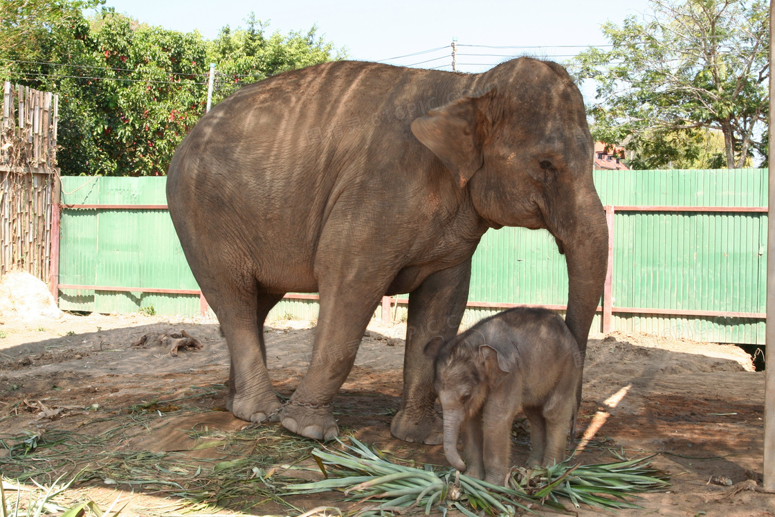 動物園大象小象圖片