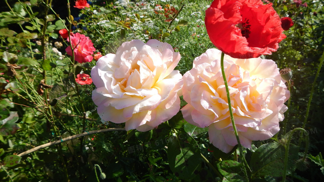 白色月季花图片 白色月季花图片大全