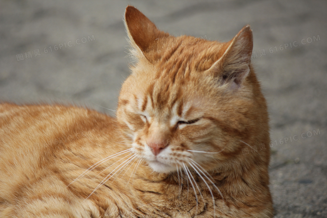 中国狸花猫图片