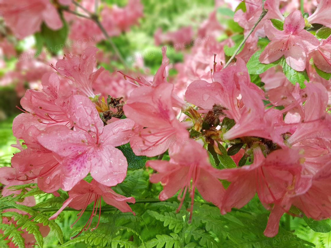 淡粉色杜鹃花图片