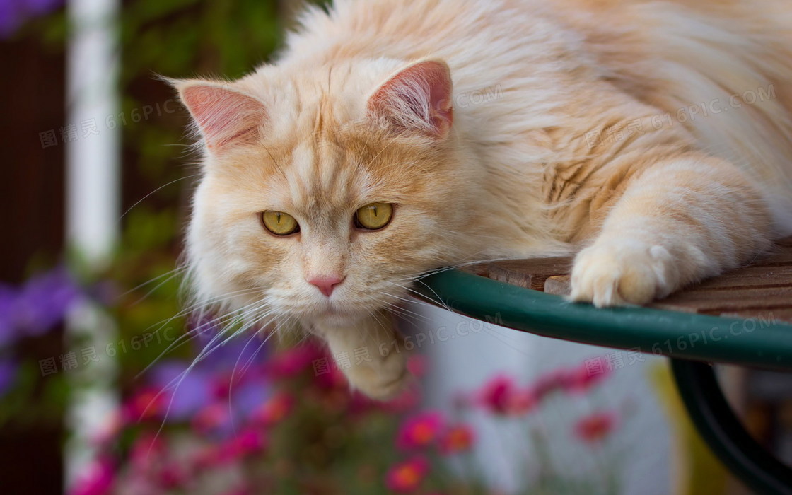 超萌可爱波斯猫图片