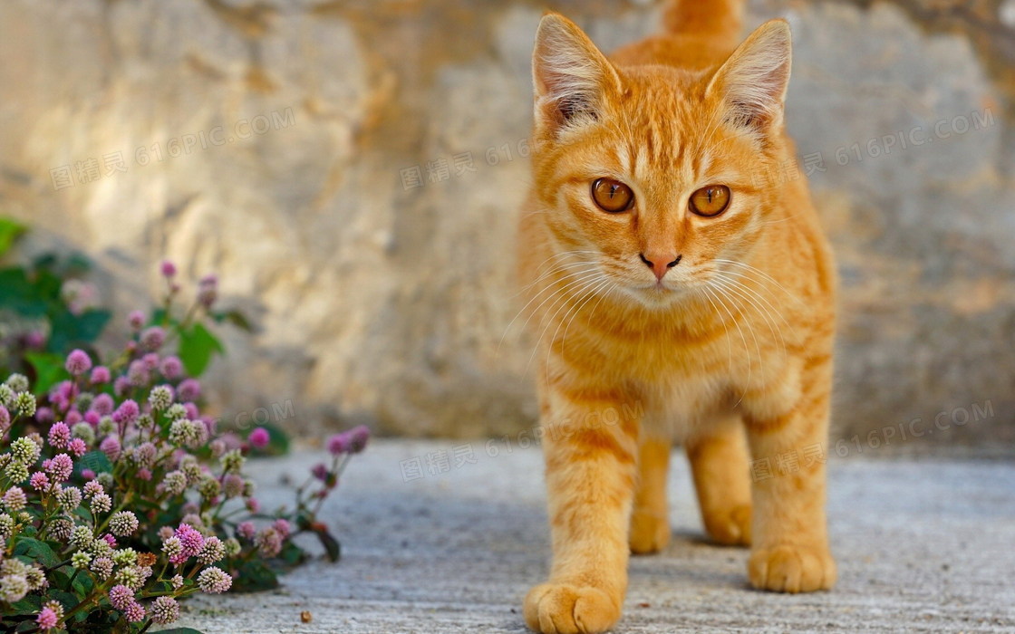 可爱黄色花纹短毛猫图片