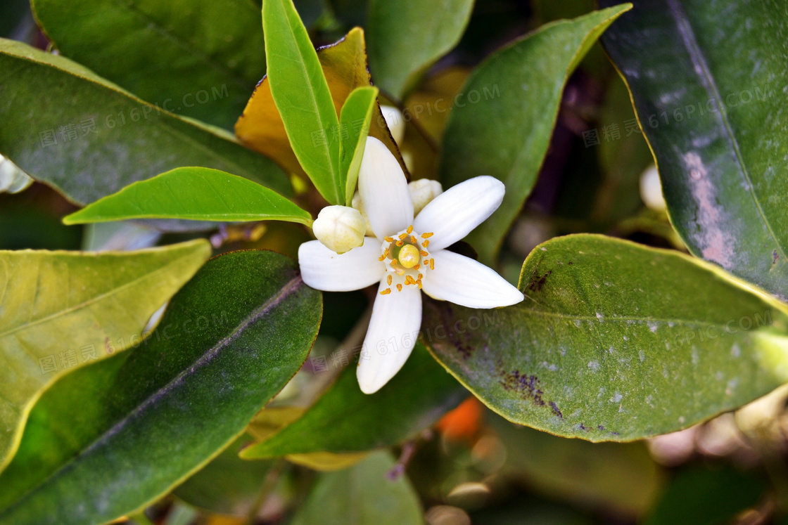 白色茉莉花图片