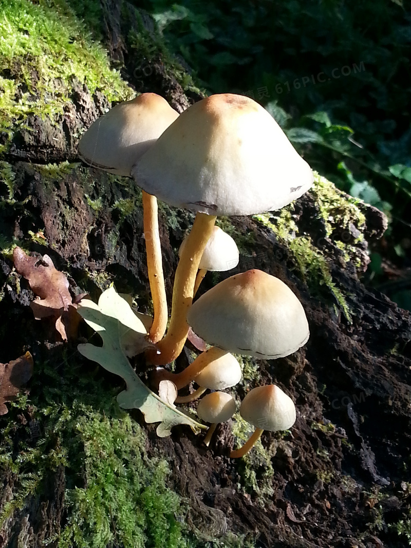 秋季小蘑菇图片