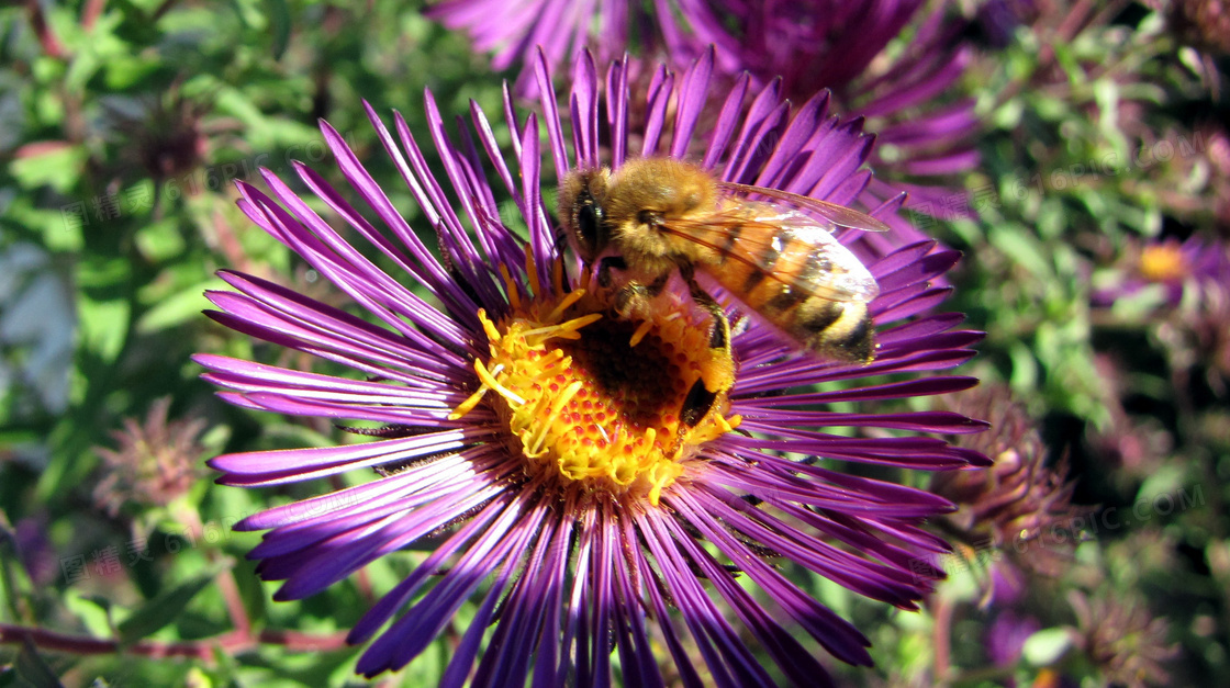 蜜蜂采花蜜摄影图片