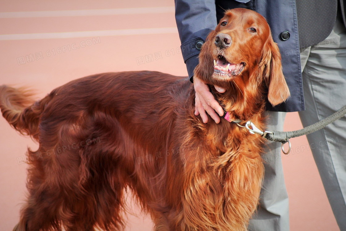 纯种史宾格犬图片