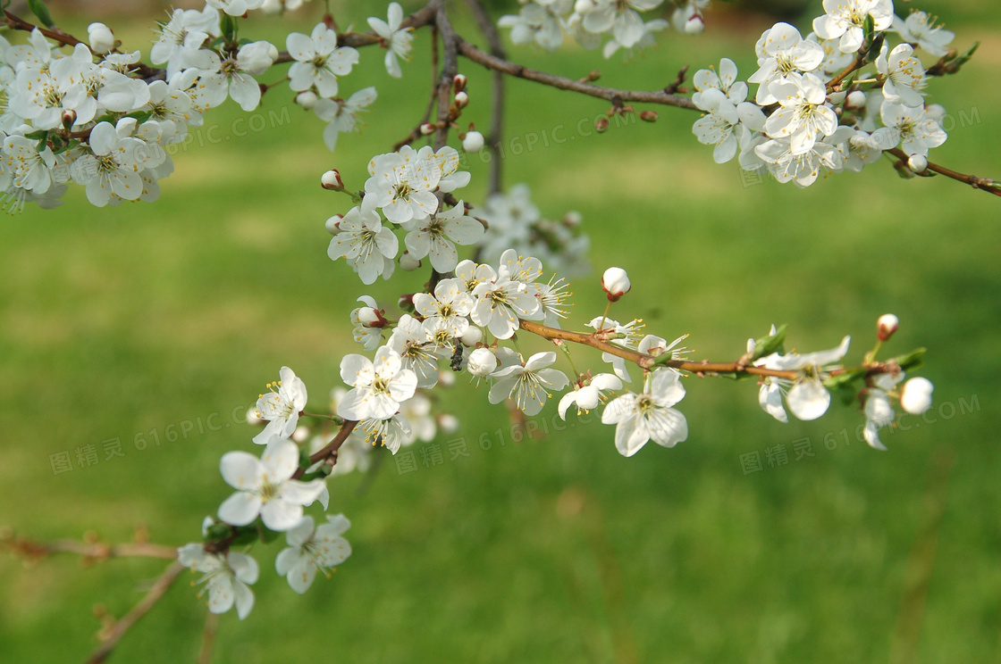 春天白色桃花盛开图片
