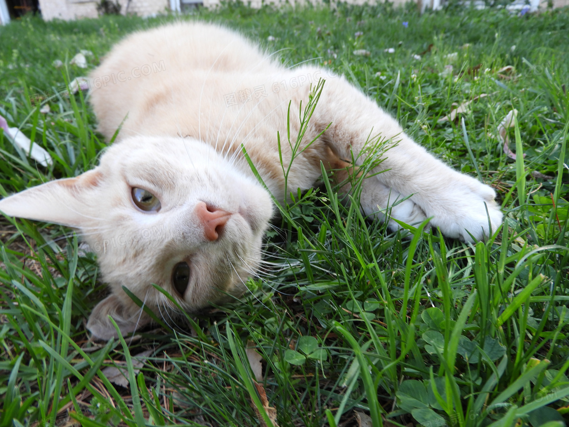 小猫坐在草地上-千叶网