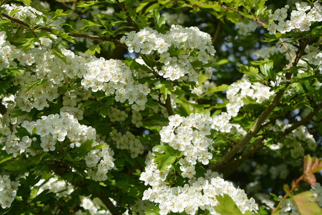 白色山楂花图片