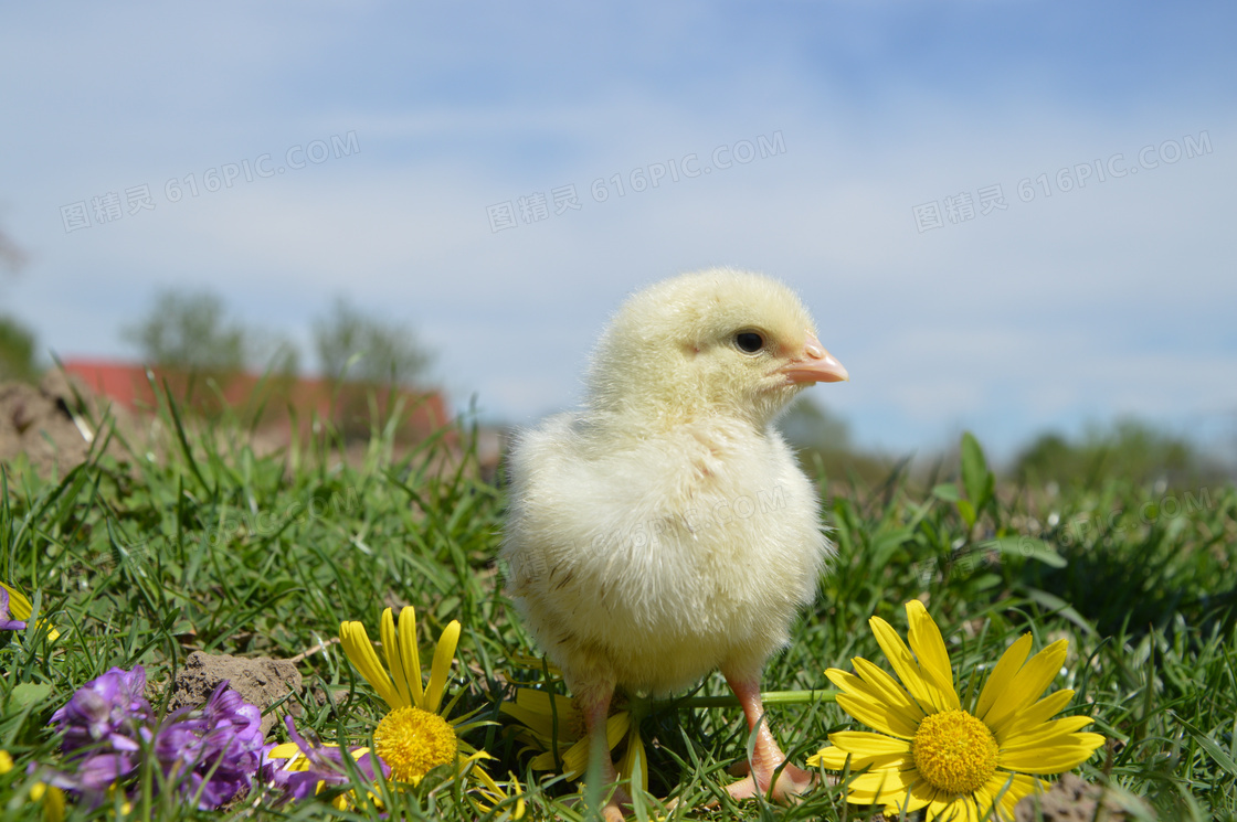 草地上黄色小鸡仔图片