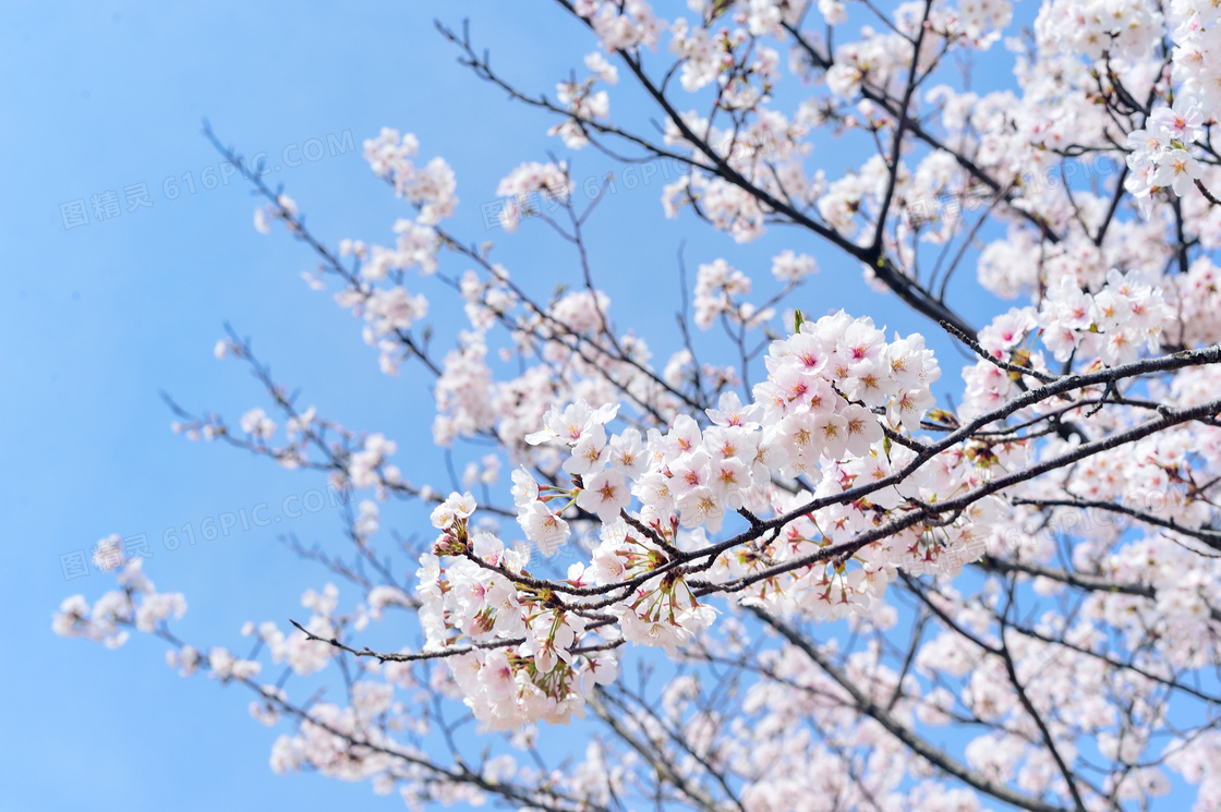 日本樱花唯美意境图片