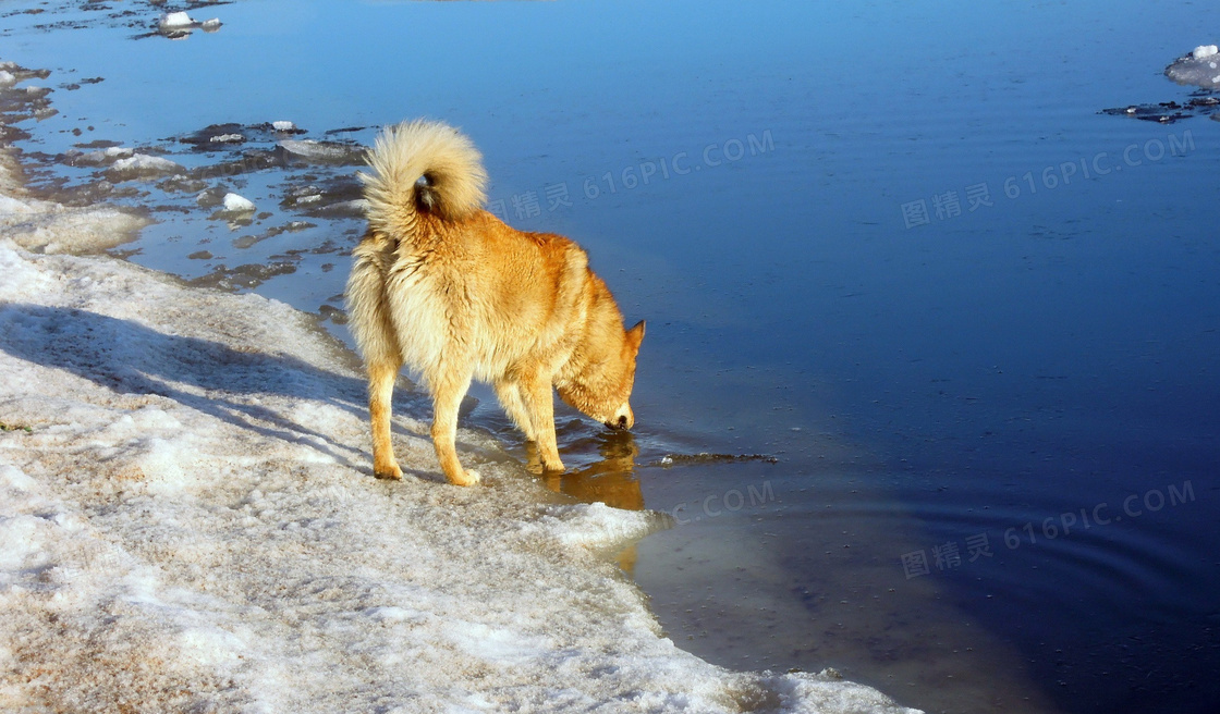 金毛犬河水图片