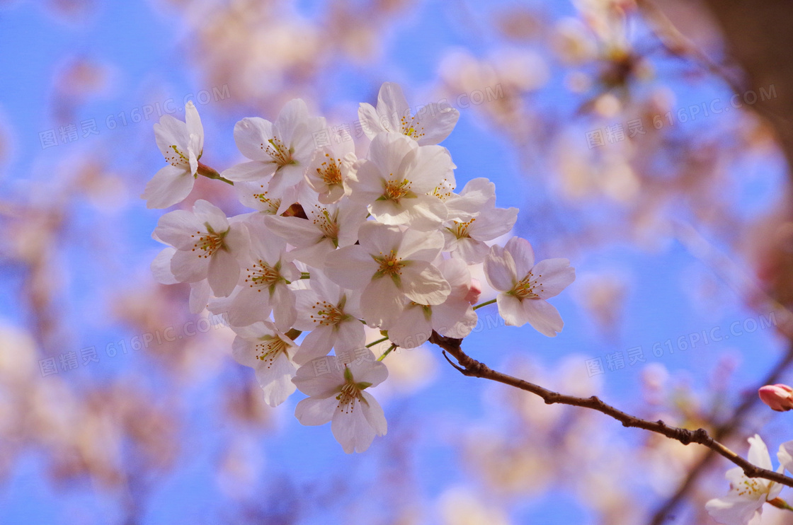 日本唯美粉色樱花图片