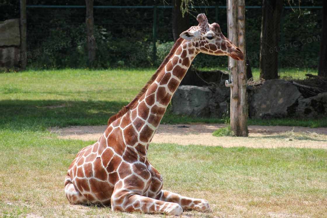 野生长颈鹿图片