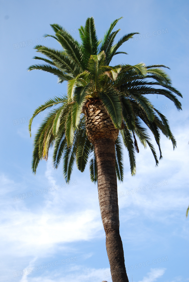 高大棕榈树图片