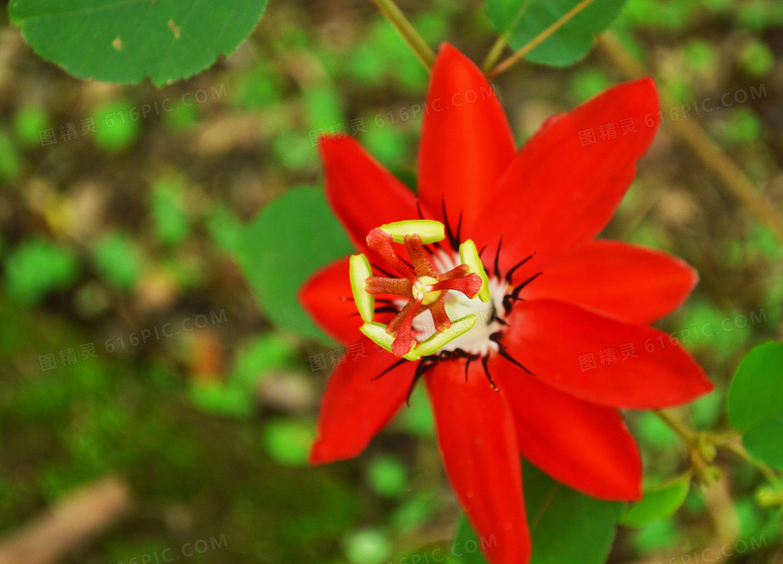 红色花朵花蕊特写图片