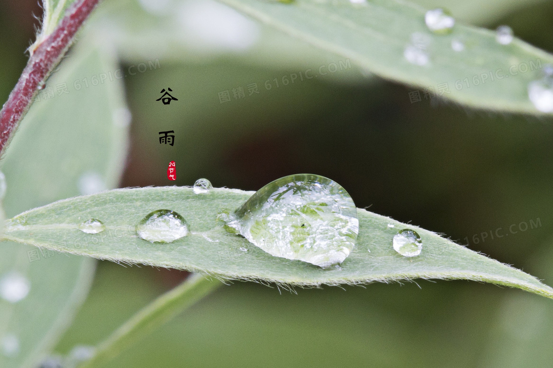 二十四節氣穀雨圖片