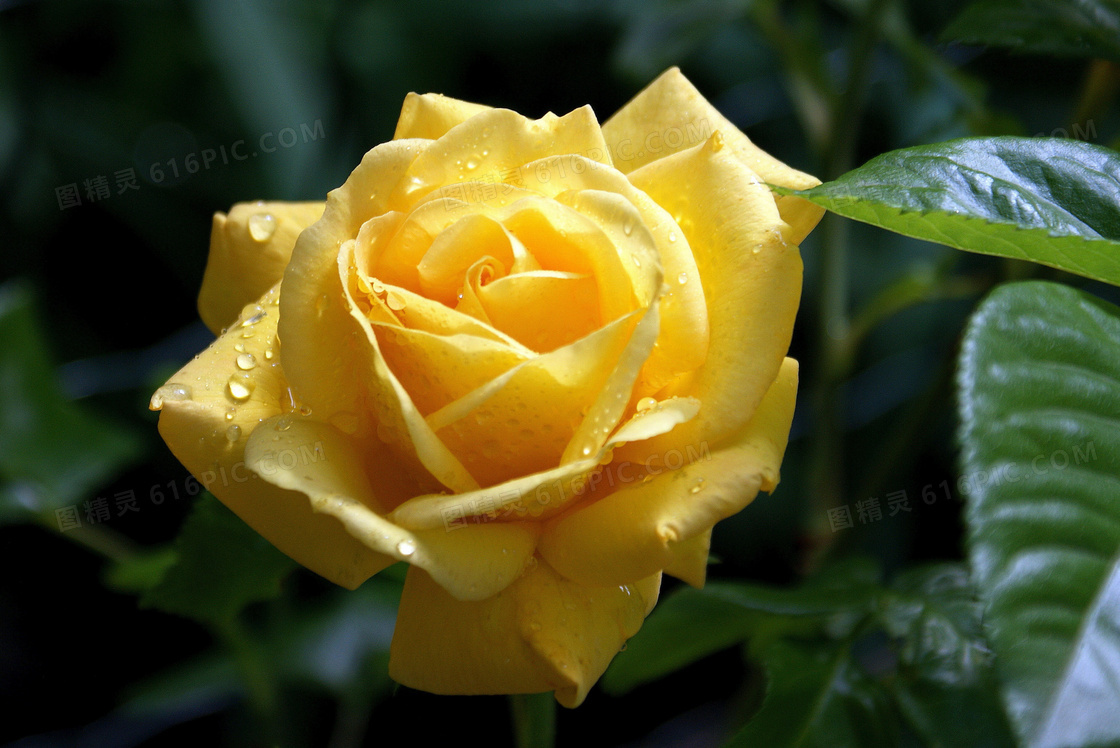 黄色微距露水玫瑰图片