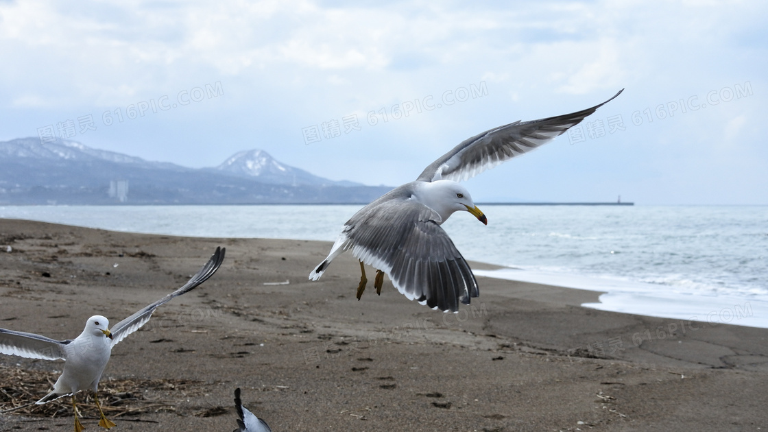 海灘海鷗飛翔圖片