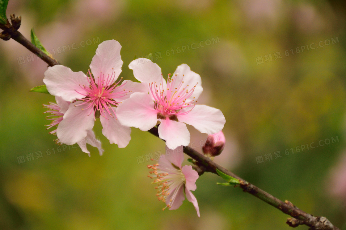 春天桃花小清新图片